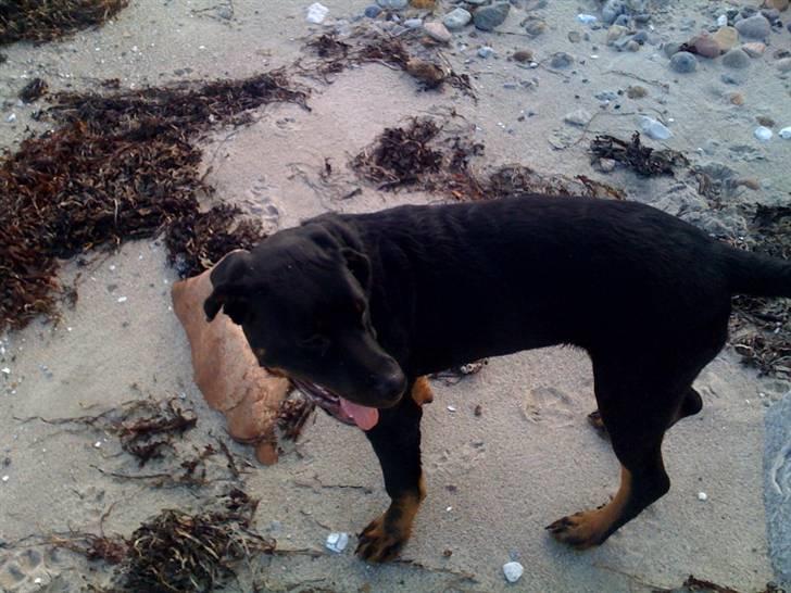 Rottweiler Ernst billede 8
