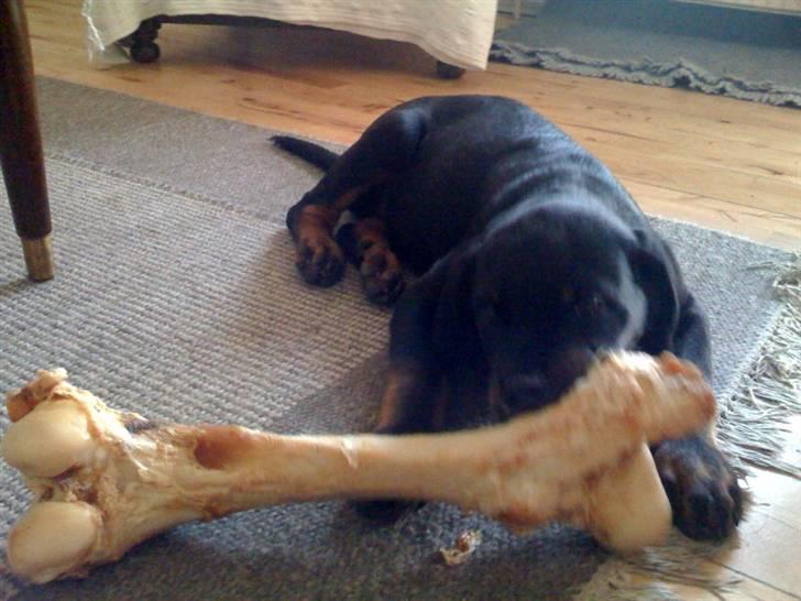 Rottweiler Ernst billede 9