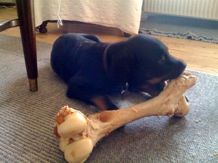 Rottweiler Ernst billede 10