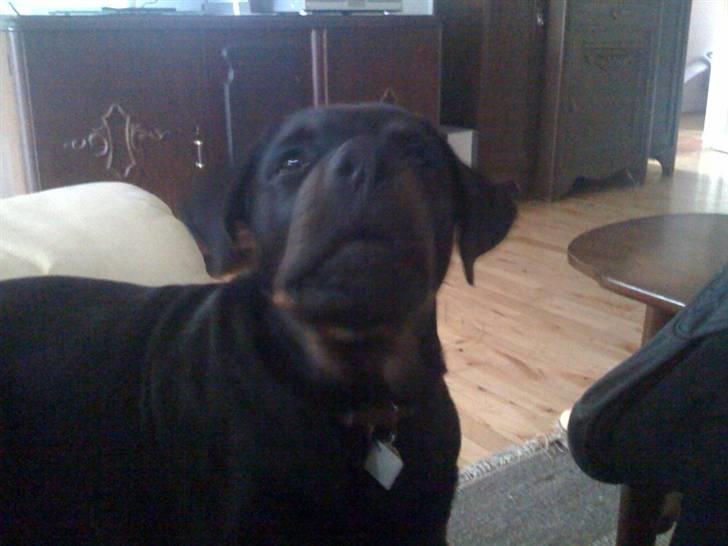 Rottweiler Ernst billede 11