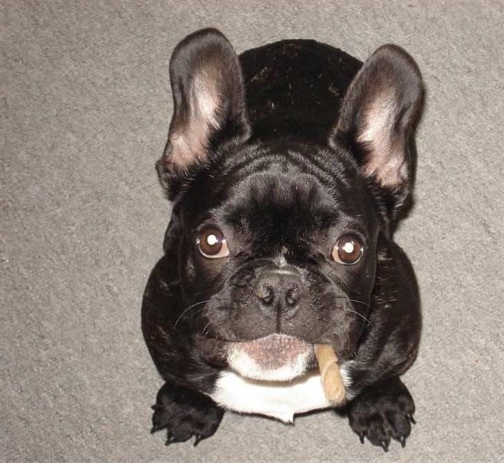 Fransk bulldog Gismo RIP.Du er savnet:-) - er jeg bare ikke blevet smuk billede 3