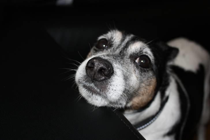 Dansk svensk gaardhund Pluto billede 10