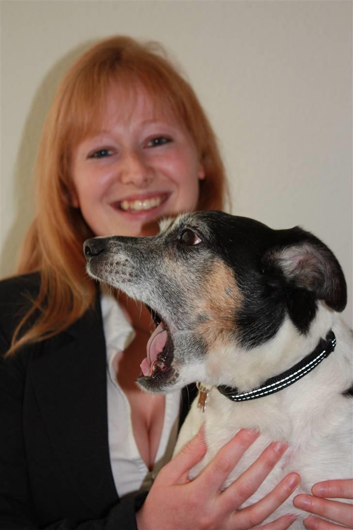 Dansk svensk gaardhund Pluto billede 11