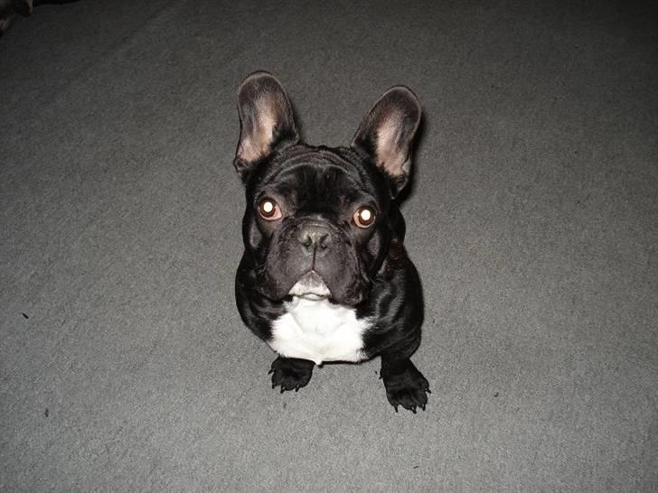 Fransk bulldog Gismo RIP.Du er savnet:-) - nu mangler jeg bare en kæreste billede 6