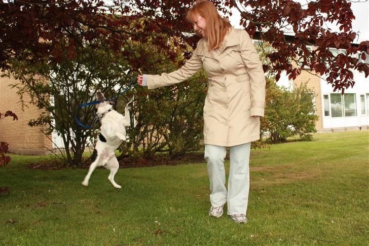 Dansk svensk gaardhund Pluto billede 12