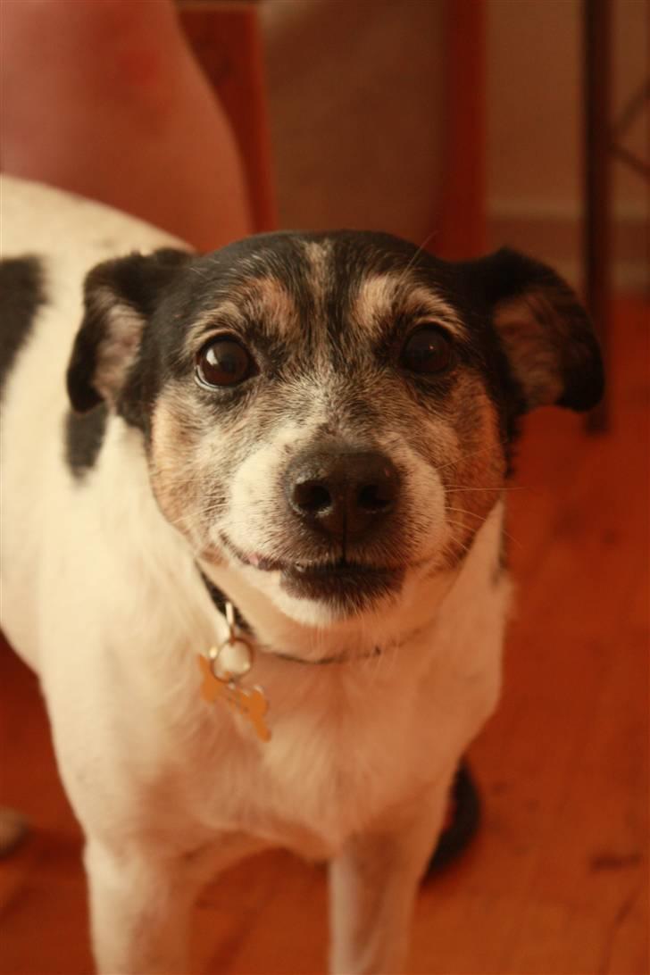 Dansk svensk gaardhund Pluto billede 13