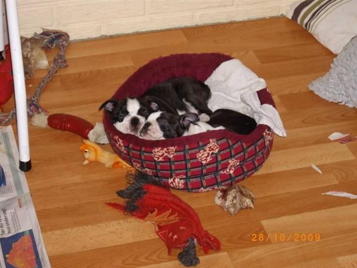 Boston terrier Cita - Her putter jeg sammen med min søster. billede 7