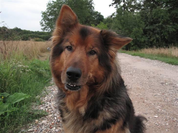 Blanding af racer Amanda - R.I.P :'(  - Sommer 2010! :-) billede 20