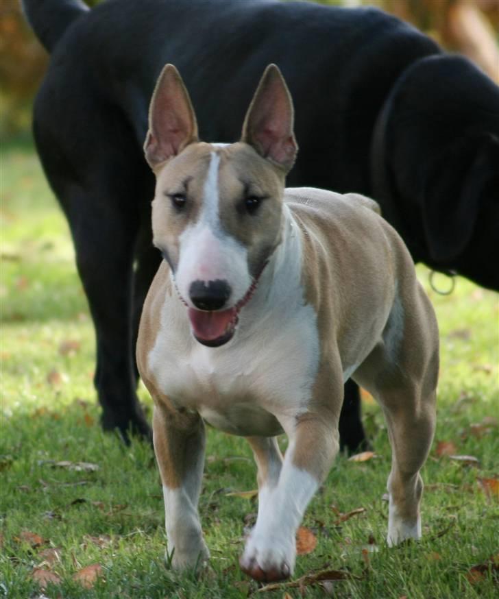 Bullterrier miniature Grace Vom-Emkental  billede 1