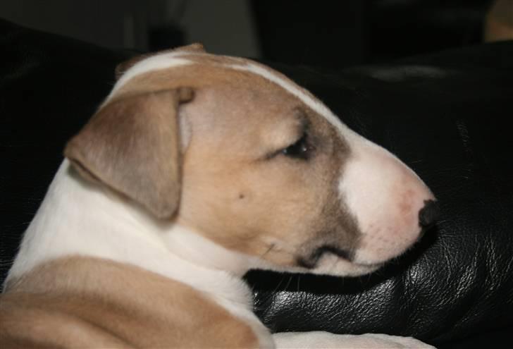 Bullterrier miniature Grace Vom-Emkental  billede 2