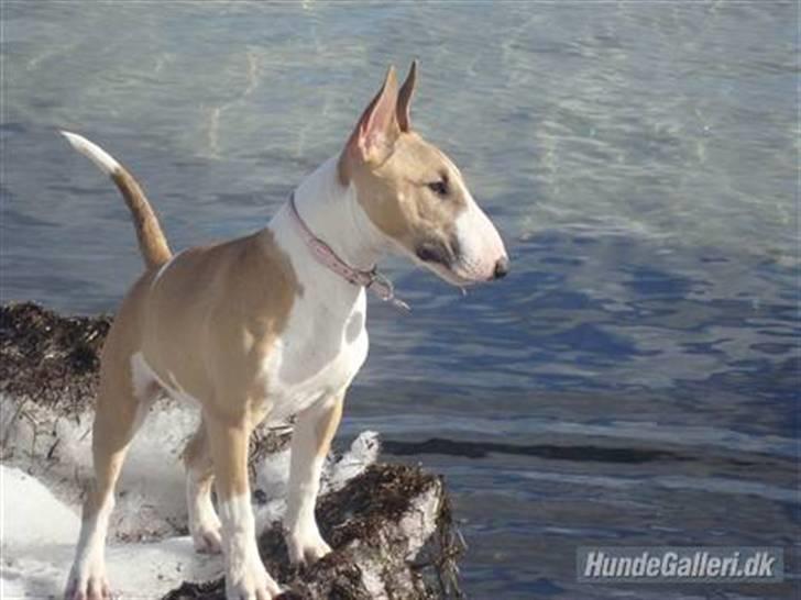 Bullterrier miniature Grace Vom-Emkental  billede 3
