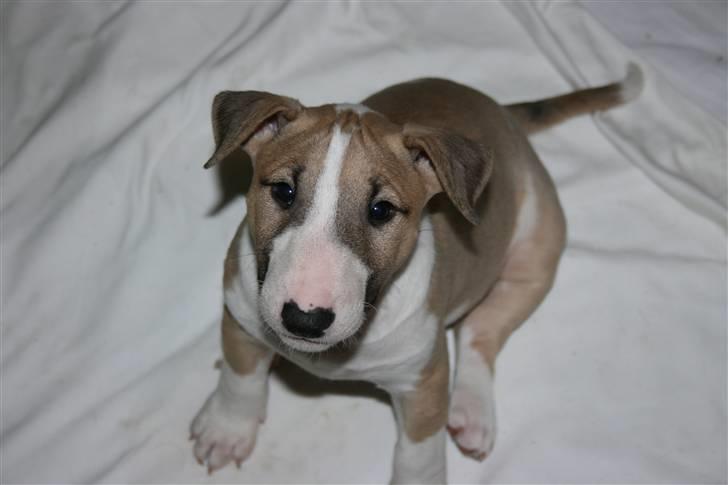 Bullterrier miniature Grace Vom-Emkental  billede 4