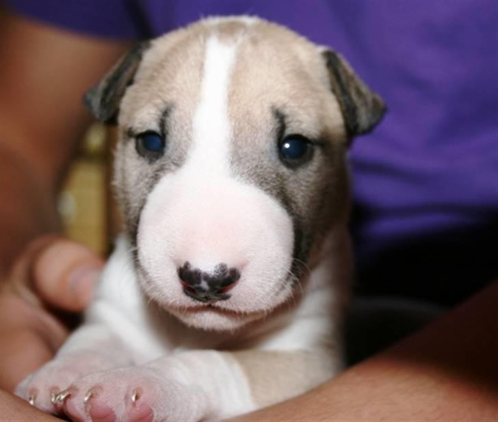 Bullterrier miniature Grace Vom-Emkental  billede 5