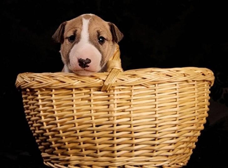 Bullterrier miniature Grace Vom-Emkental  billede 6