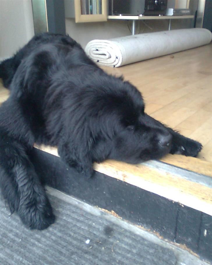 Newfoundlænder Sandie R.I.P billede 8