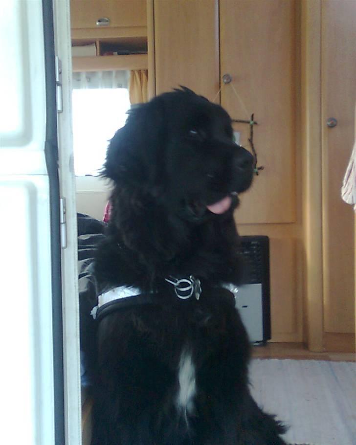 Newfoundlænder Sandie R.I.P billede 9