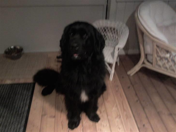 Newfoundlænder Sandie R.I.P billede 10