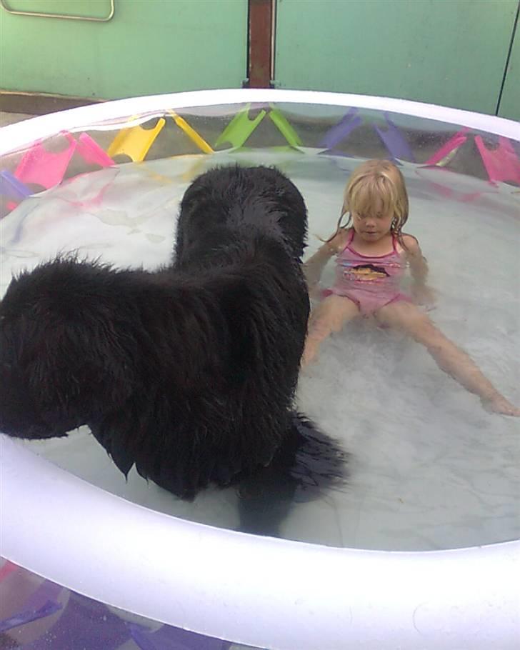 Newfoundlænder Sandie R.I.P billede 11