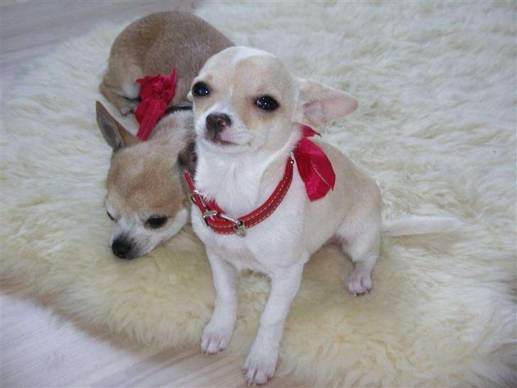 Chihuahua mille billede 2