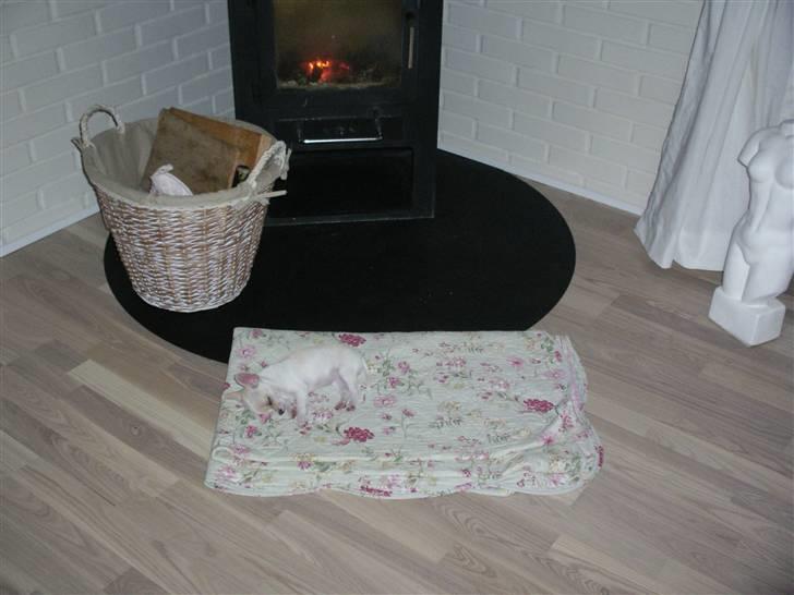 Chihuahua mille billede 3