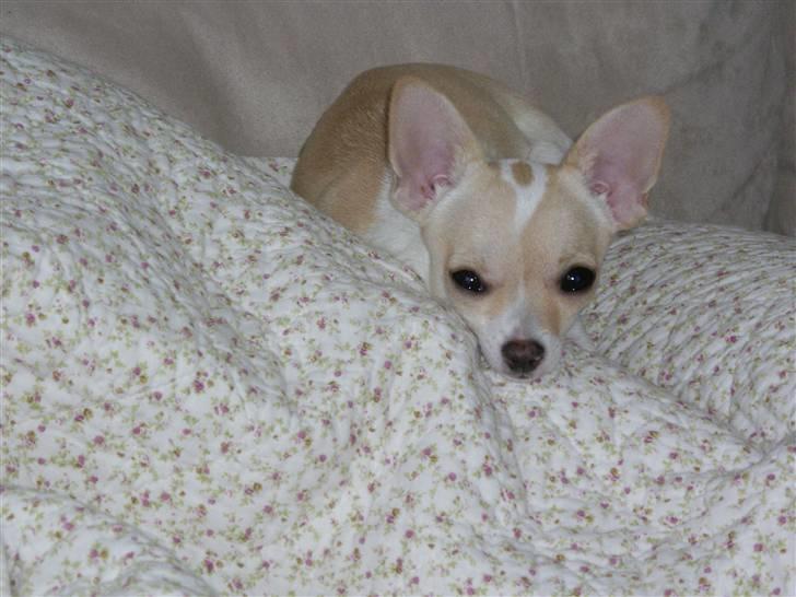 Chihuahua mille billede 4