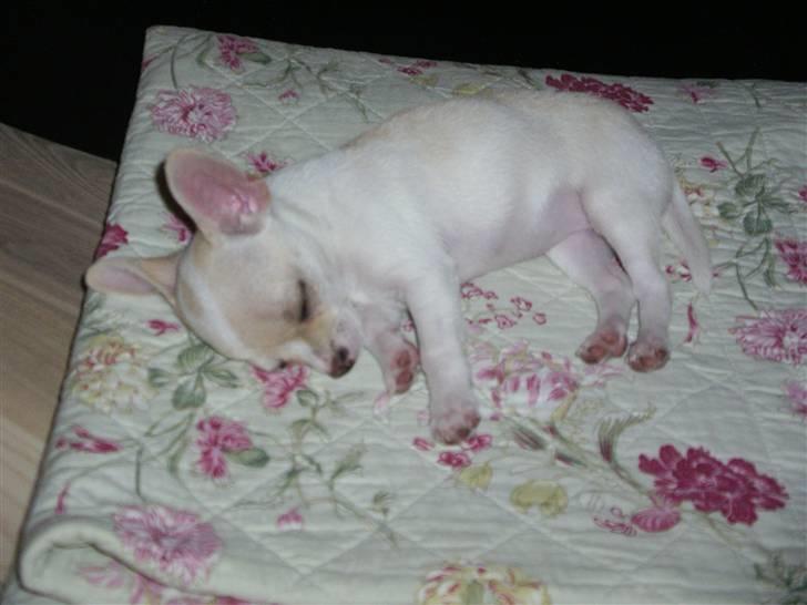 Chihuahua mille billede 5