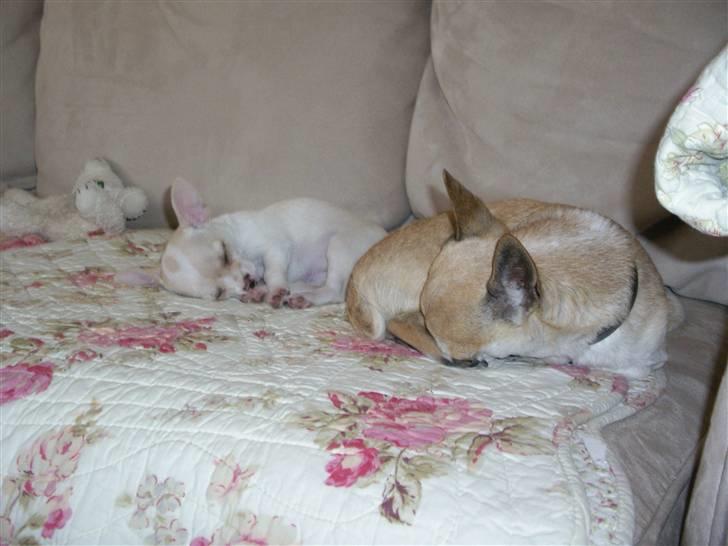 Chihuahua mille billede 6