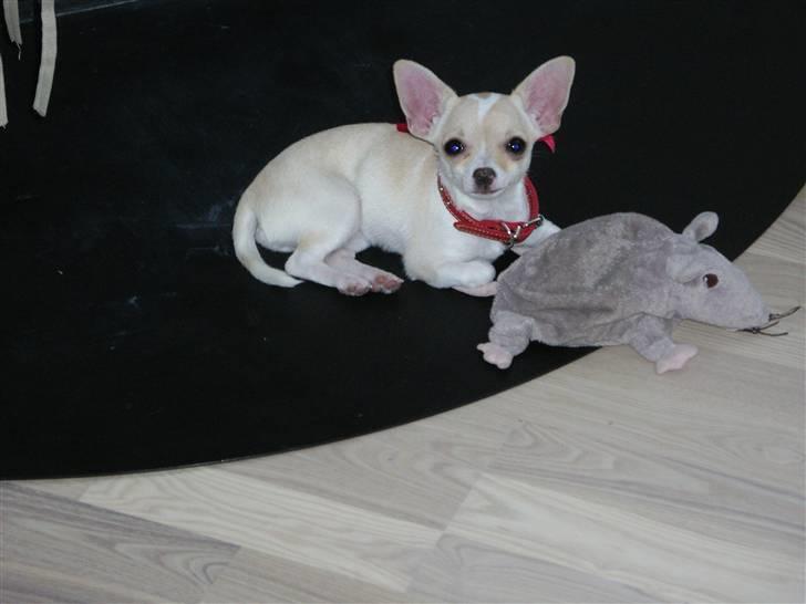 Chihuahua mille billede 7