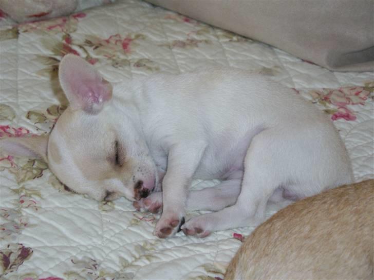 Chihuahua mille billede 8