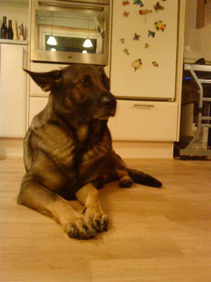 Schæferhund Laguso Mille - *Mille* (Min mor's) billede 15