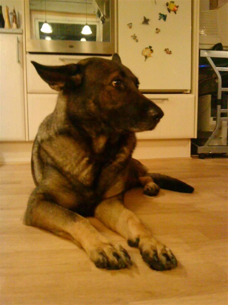 Schæferhund Laguso Mille - *Mille* (Min mor's) billede 16