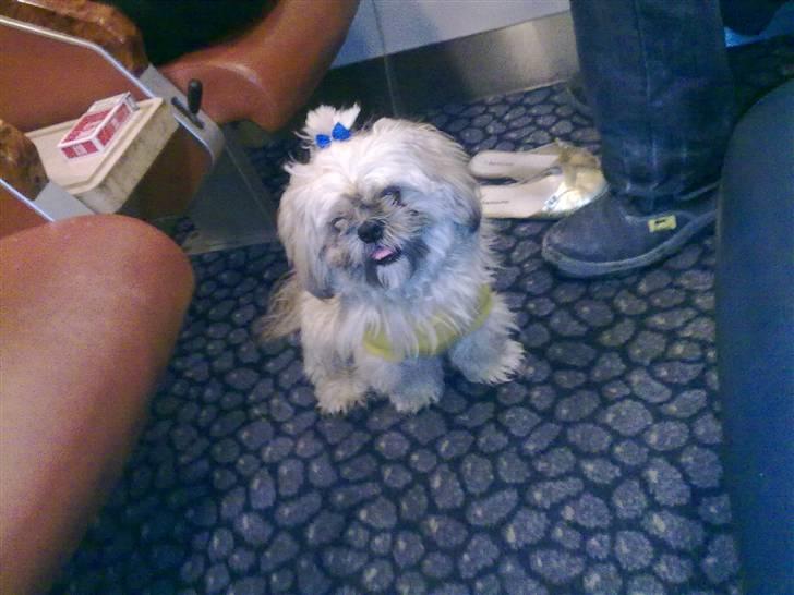 Shih tzu Athur billede 1