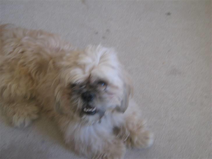 Shih tzu Athur billede 2