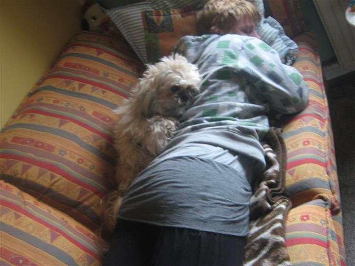 Shih tzu Athur - ihh hvor hun fylder billede 3