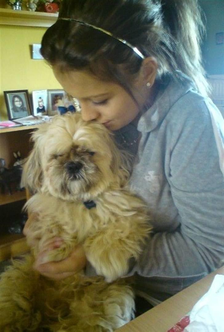 Shih tzu Athur billede 4