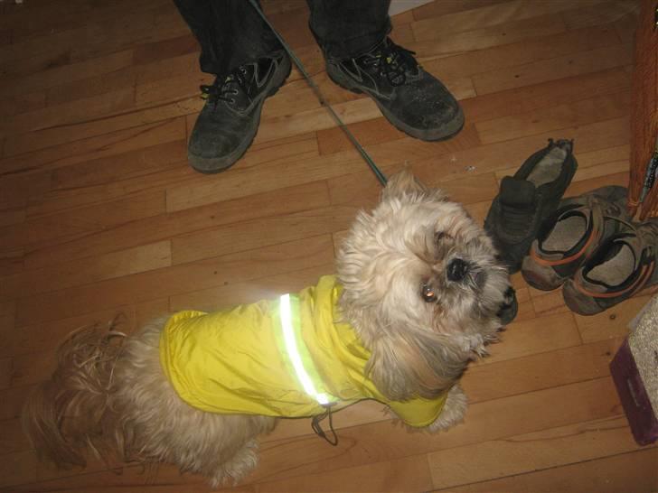 Shih tzu Athur billede 5