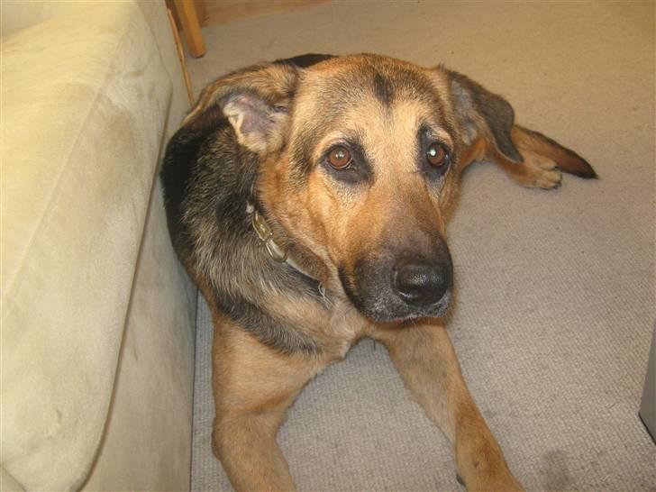 Blanding af racer cille ***RIP*** billede 1