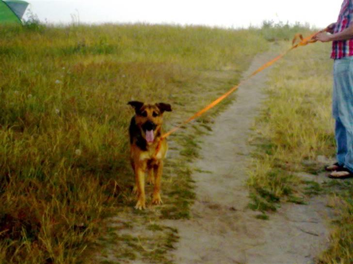 Blanding af racer cille ***RIP*** billede 2