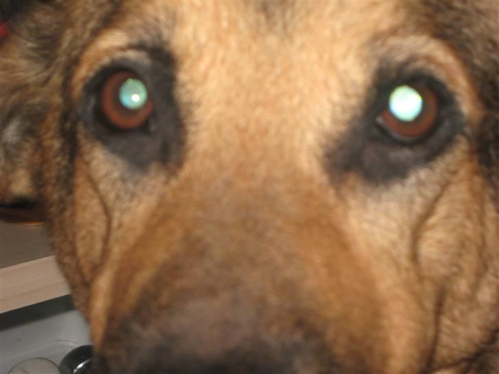 Blanding af racer cille ***RIP*** billede 3