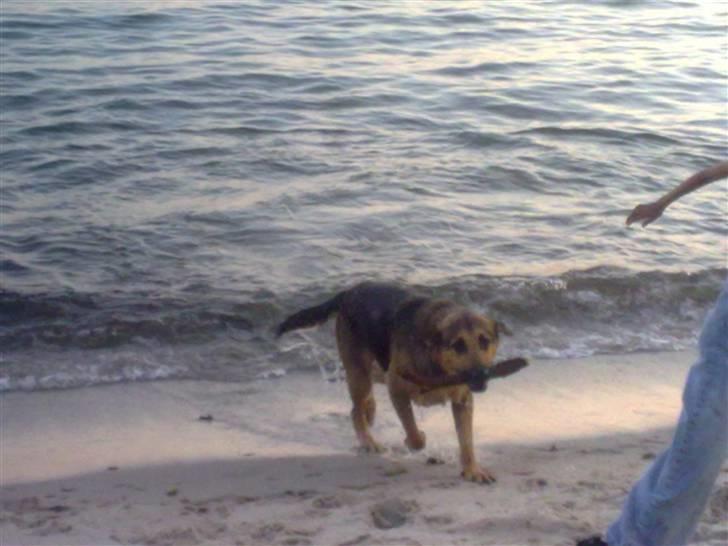 Blanding af racer cille ***RIP*** billede 4