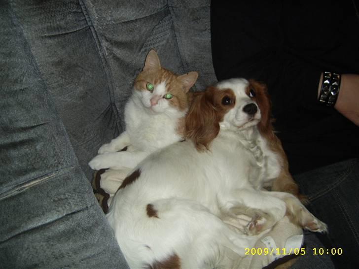 Cavalier king charles spaniel Fifi´s Prins sofus - morgenhygge i sofaen billede 9