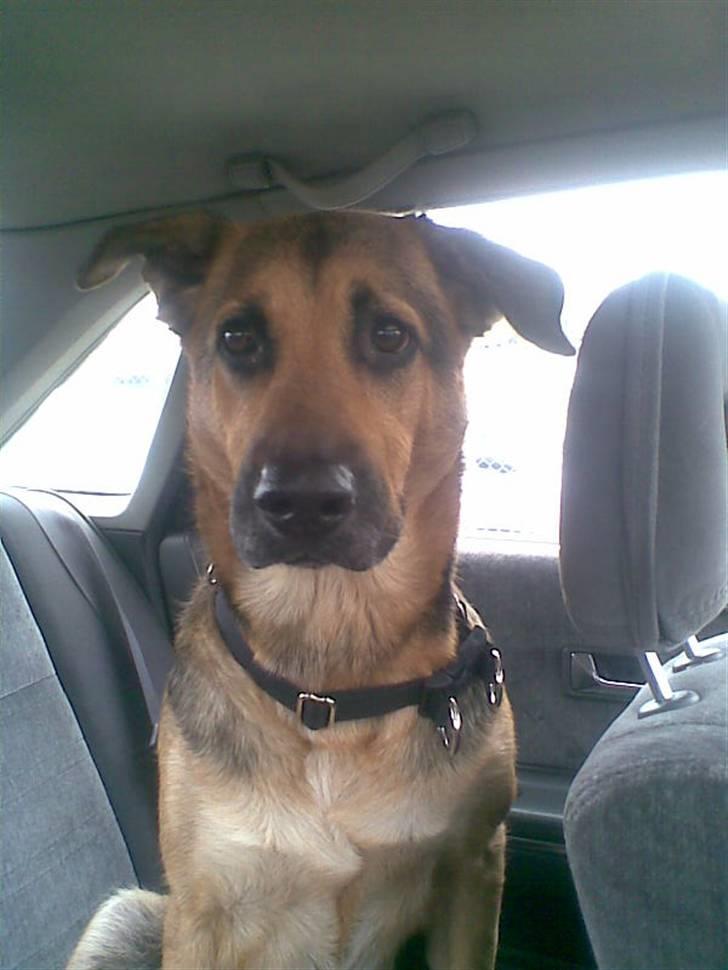 Blanding af racer cille ***RIP*** billede 5