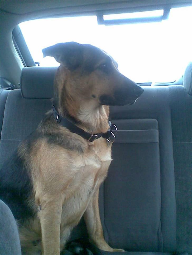 Blanding af racer cille ***RIP*** billede 6