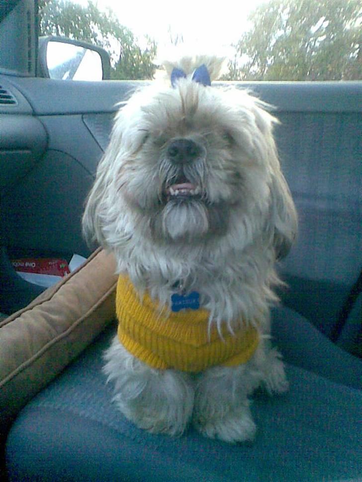 Shih tzu Athur billede 6