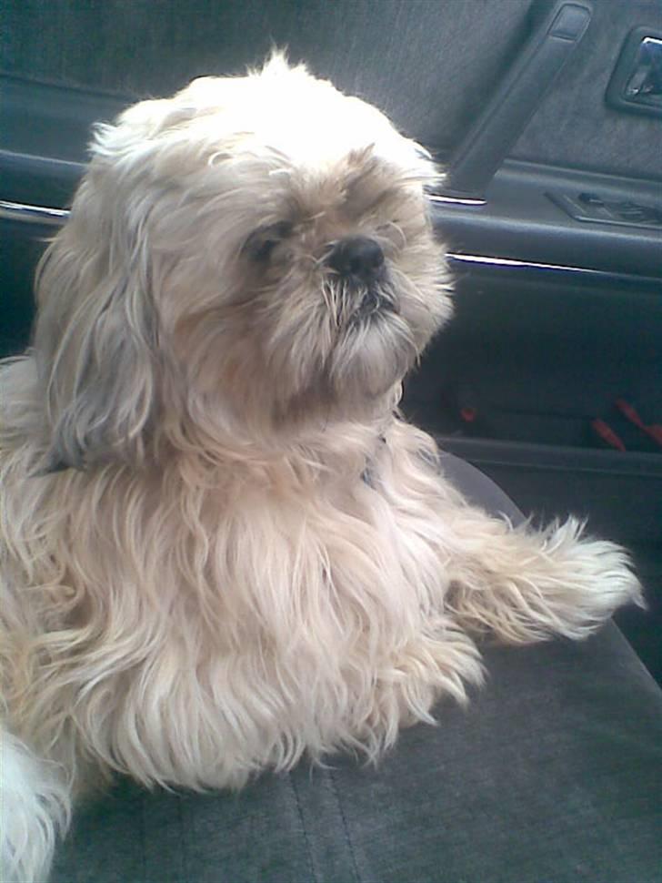 Shih tzu Athur billede 7