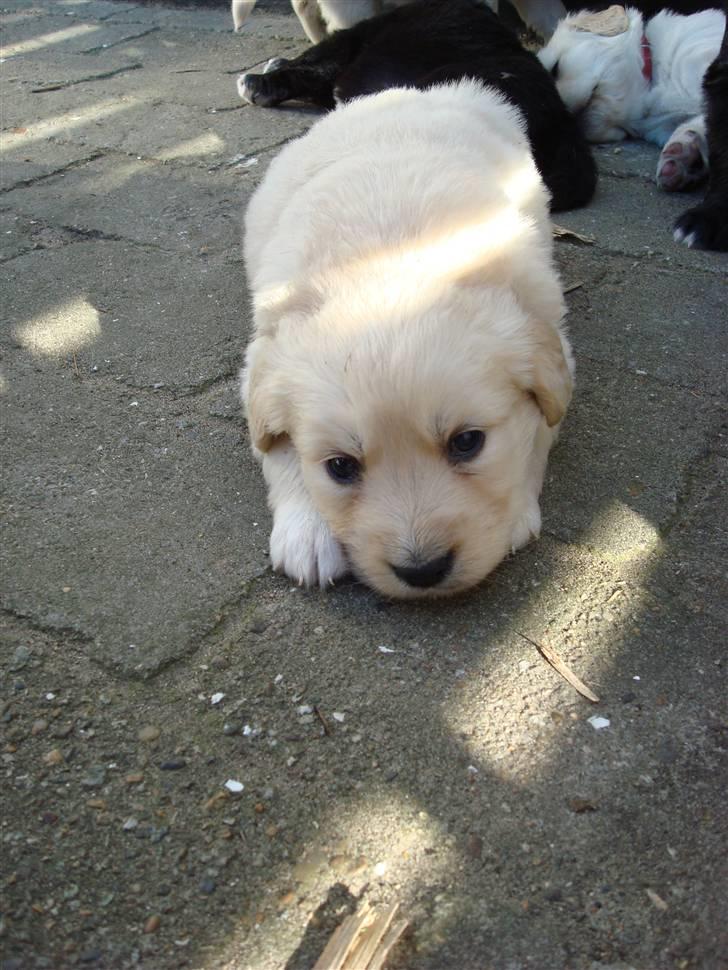 Blanding af racer Molly - Molly fem uger. billede 1