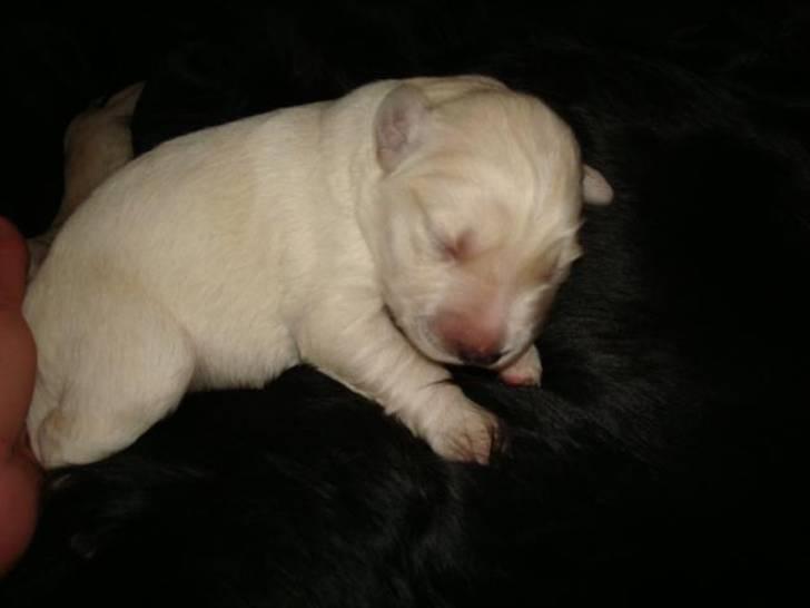 Blanding af racer Molly - Molly fem dage. billede 2