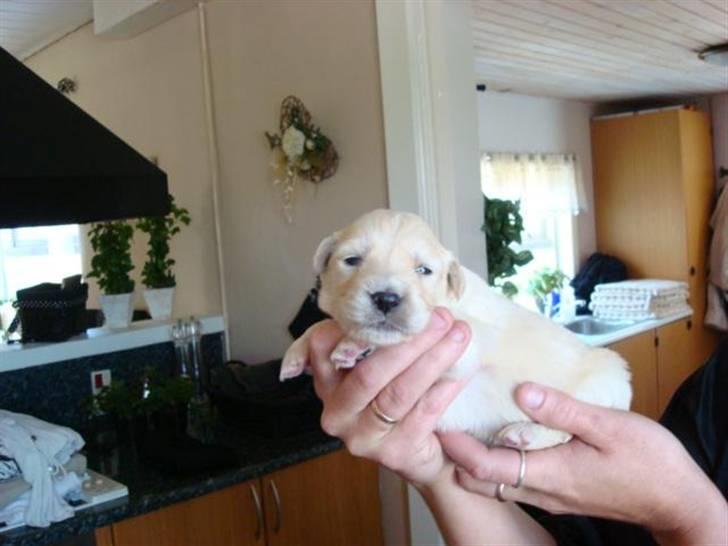 Blanding af racer Molly - Molly 1½ uge billede 3