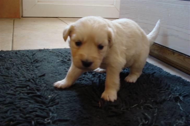 Blanding af racer Molly - Molly tre uger. billede 4