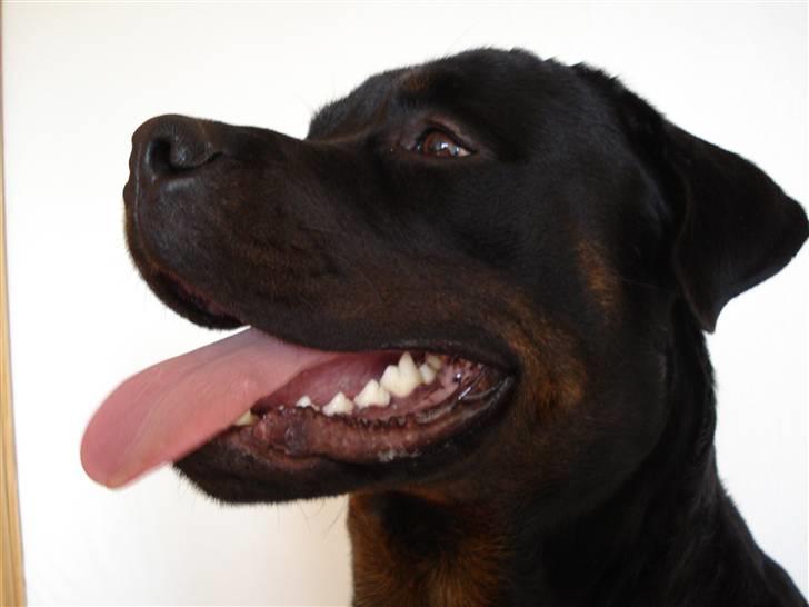 Rottweiler Ernst billede 12